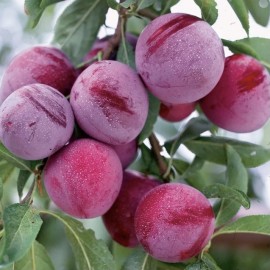 Prunus domestica Santa rosa(prunier)