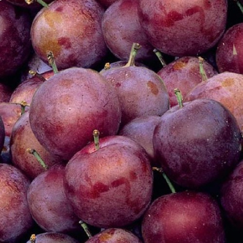 Prunus domestica 'Reine-Claude violette (prunier)
