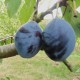 Prunus domestica Bleue de Belgique (prunier)