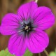 Géranium hybride Ann Folkard