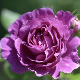 Rosier Minerva