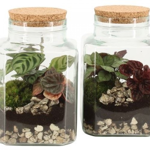 Terrarium arrangement