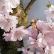 Prunus subhirtella - Cerisier du Japon