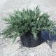 Juniperus Horiz Blue Chips