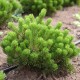 Pinus mugo pumilo (pin de montagne)