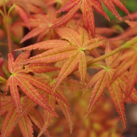Acer palmatum Sumi Nagashi