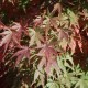Acer palmatum Harusame