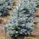 Picea pungens 'Glauca' (épinette bleue du Colorado)