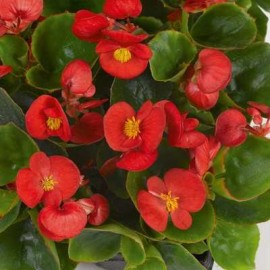 Begonia sempervirens rouge