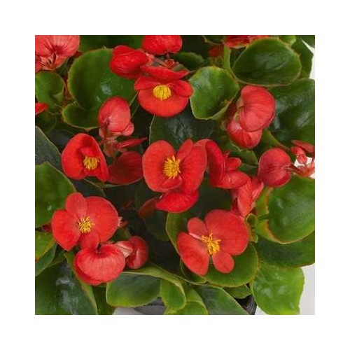 Begonia sempervirens rouge