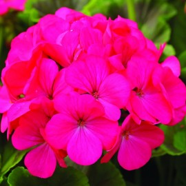 Géranium zonale rouge