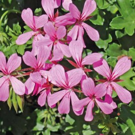 Géranium lierre rose