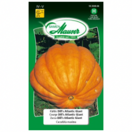 Courge Dill’s Atlantis giant