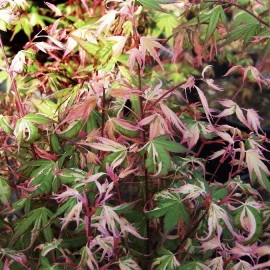 Acer palmatum asahi guru