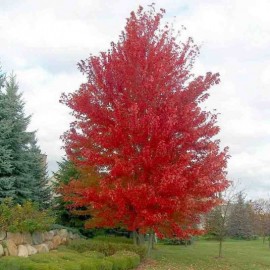 Acer palmatum Sumi Nagashi