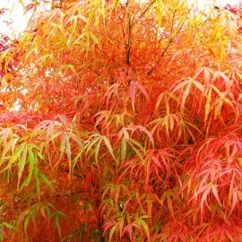 Acer palmatum Sumi Nagashi