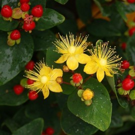Hypericum hybride Miracle attraction