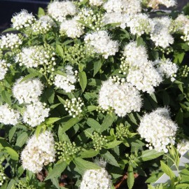Spiraea japonica albiflora