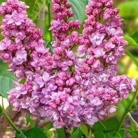Syringa vulgaris ‘Ludwig spaeth ´ lilas