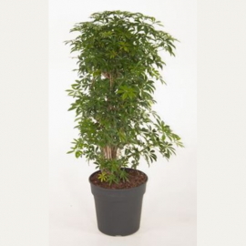 Schefflera luseana