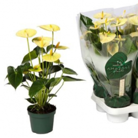 Anthurium