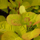 Cotinus coggygria golden Spirit (Perruquier, arbre &agrave; perruque) Hauteur 20 / 30 cm