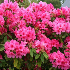 Rhododendron Annarose Whitney