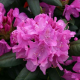 Rhododendron Roseum Elegans diam. 150/175cm