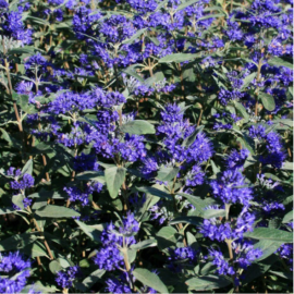 Caryopteris cland. Grand blue Barbe bleue