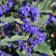 Caryopteris cland. Grand blue Barbe bleue