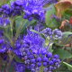Caryopteris clans. Heavenly blue Barbe bleue