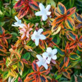 Abelia grandiflora tricolor charm