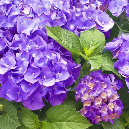 Hydrangea macrophilla