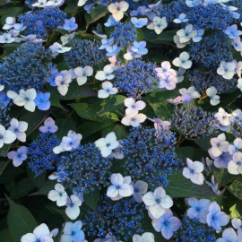 Hydrangea serrata Magic Pillow