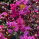 Lagerstroemia indica Rhapsody in Pink 1/2 tige