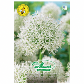 Allium White Giant, Ail décoratif, 1 bulbe