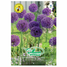 BIO Allium Purple Sensation, 6 bulbes