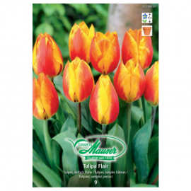 Flair Tulipe hâtive, 9 bulbes