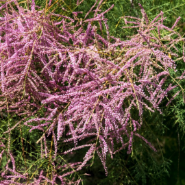 Tamarix tetrandra - Tamarix de printemps