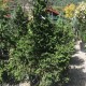 Picea abies &#039;Ohlendorfii&#039; (Epic&eacute;a d&#039;Ohlendorf) Hauteur 100/125 cm