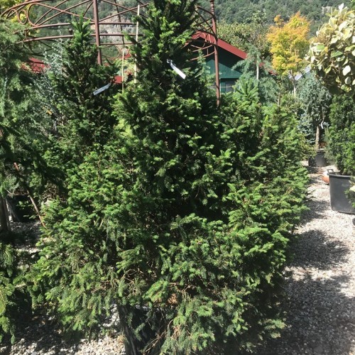 Picea abies 'Ohlendorfii' (Epicéa d'Ohlendorf)