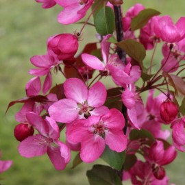 Malus floribunda 'Profusion' (pommier d’ornement)