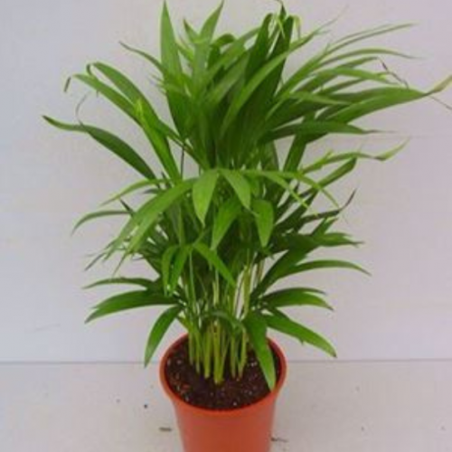 Areca