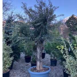 Olea Europaea (olivier) N° 21