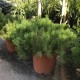  Pot 19 cm