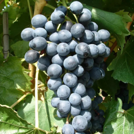 Vitis vinifera Muscat Bleu