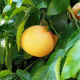 Pamplemousse- citrus paradisii