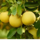 Pamplemousse- citrus paradisii