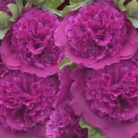 Alcea rosea double purple - Rose trémière