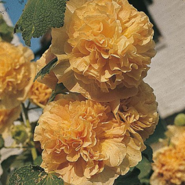 Alcea rosea double Abricot - Rose trémière